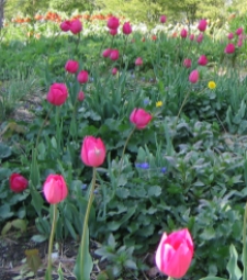 Design Themes - Ballerinas, tulips among perennials
