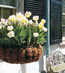 Design Themes - Cool Mini Gardens, bulbs in pots