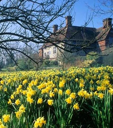 Design Themes - Estate Collection, Daffodils