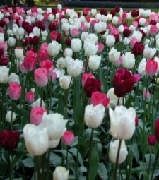 Design Themes - Excitement and Sensation, tulip blends