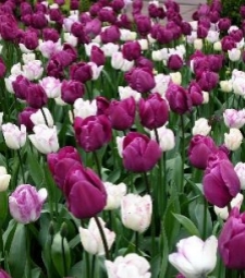 Design Themes - Excitement and Sensation, tulip blends