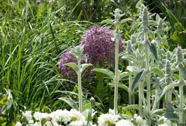 Design Themes - Outstanding, Alliums and Perennials