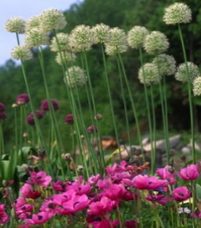 Design Themes - Outstanding, Alliums and Perennials