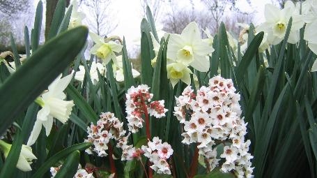 Design Themes - Poets of Spring, perennializing Daffodils