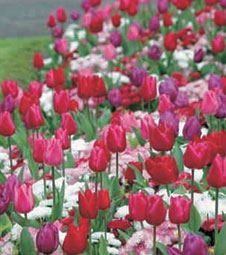 Design Themes - Rivers of Color, tulips with annuals